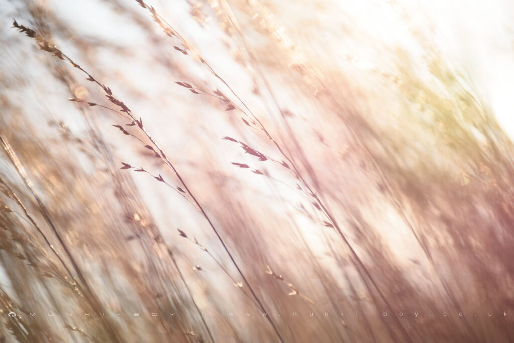 Moorland Grass