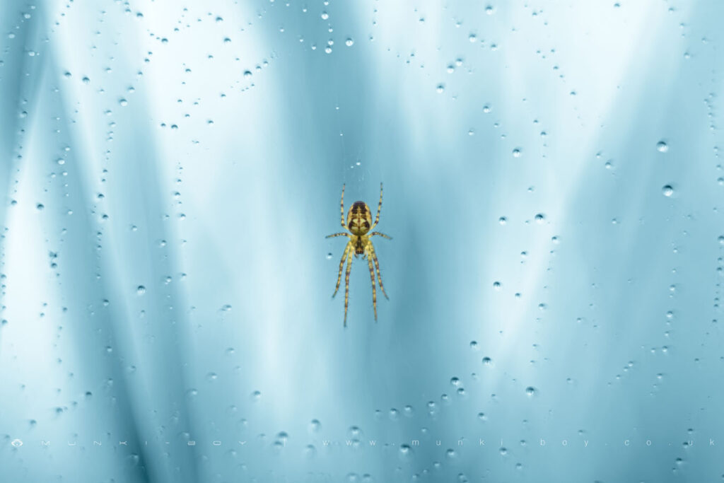 Spider